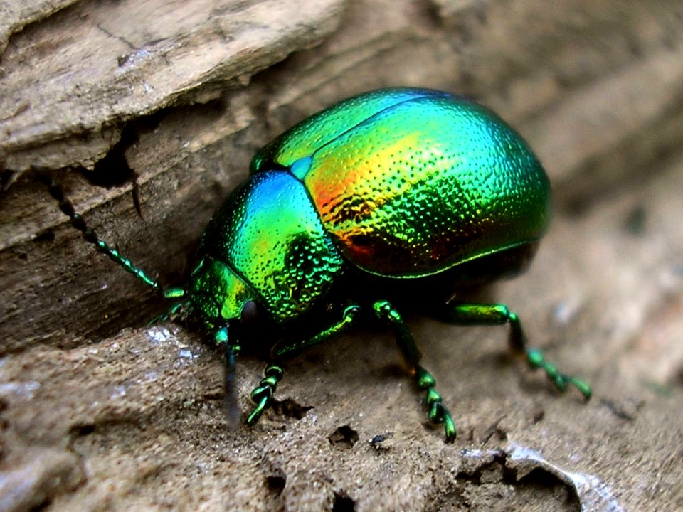 Chrysolina graminis - BeuningerUiterwaardenNL20070413 43