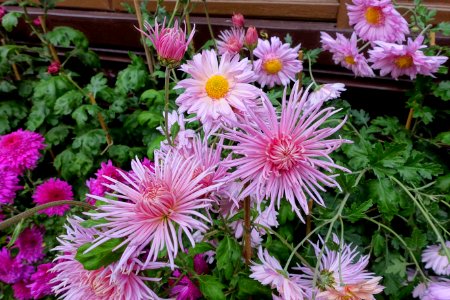 Chrysanthemums - Lan Su Chinese Garden - Portland, Oregon - DSC01542