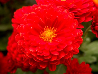 Chrysanthemum x morifolium ‘Foxy Marjorie,’ Phipps Conservatory, 2015-10-24, 02