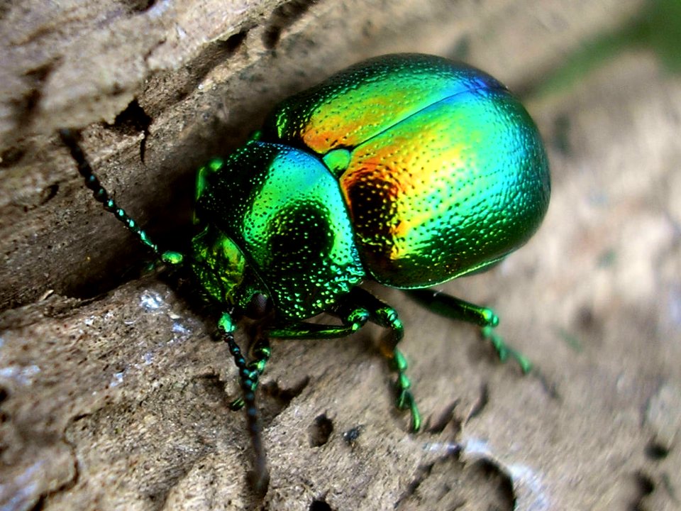 Chrysolina graminis - BeuningerUiterwaardenNL20070413 45
