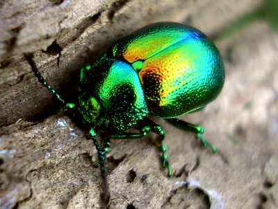 Chrysolina graminis - BeuningerUiterwaardenNL20070413 45 photo