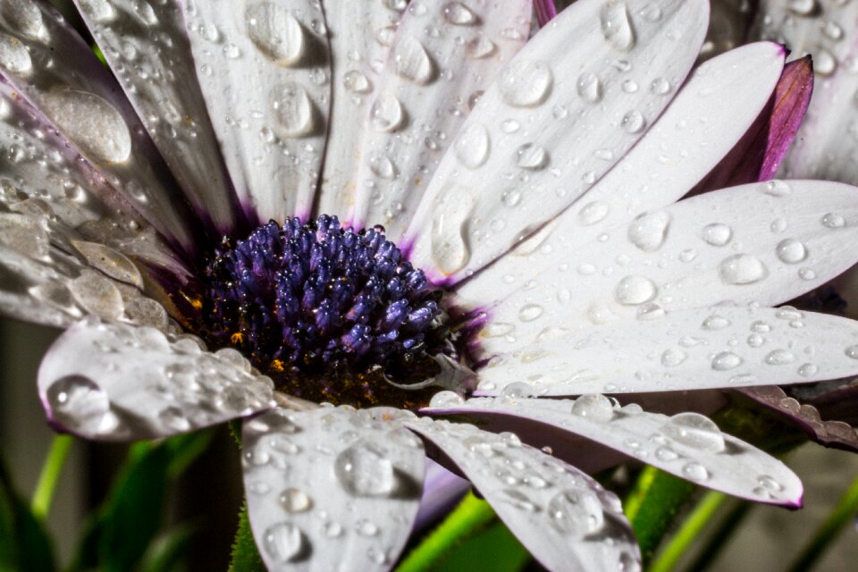 Macro bornholm marguerite white