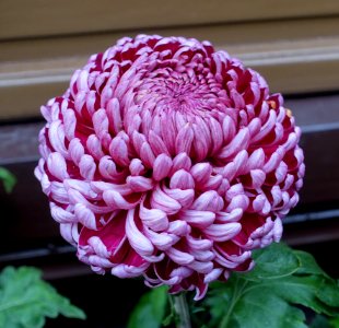 Chrysanthemum - Lan Su Chinese Garden - Portland, Oregon - DSC01546