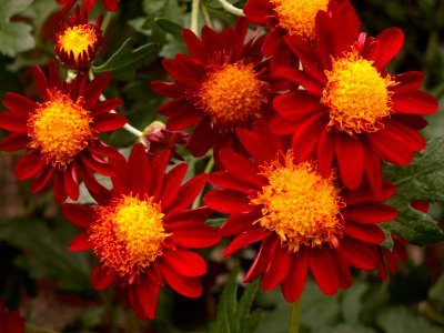 Chrysanthemum x morifolium ‘Kurume,’ Phipps Conservatory, 2015-10-24, 01