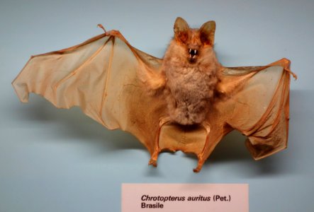 Chrotopterus auritus - Museo Civico di Storia Naturale Giacomo Doria - Genoa, Italy - DSC02542