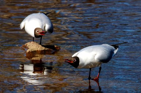 Chroicocephalus ridibundus Oulu Finland 2016-05-05