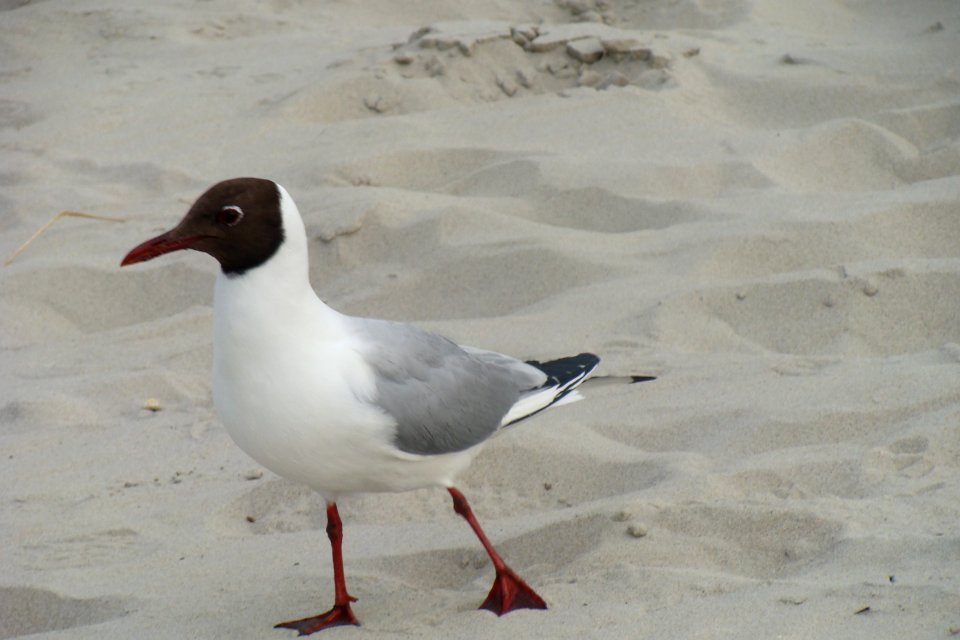 Chroicocephalus ridibundus, Terschelling, the Netherlands