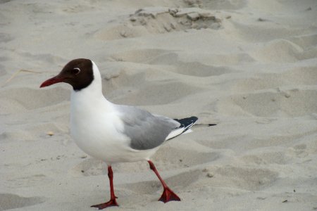 Chroicocephalus ridibundus, Terschelling, the Netherlands