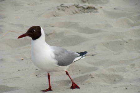 Chroicocephalus ridibundus, Terschelling, the Netherlands photo