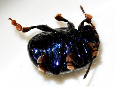 Chrysolina-sturmi-03-fws