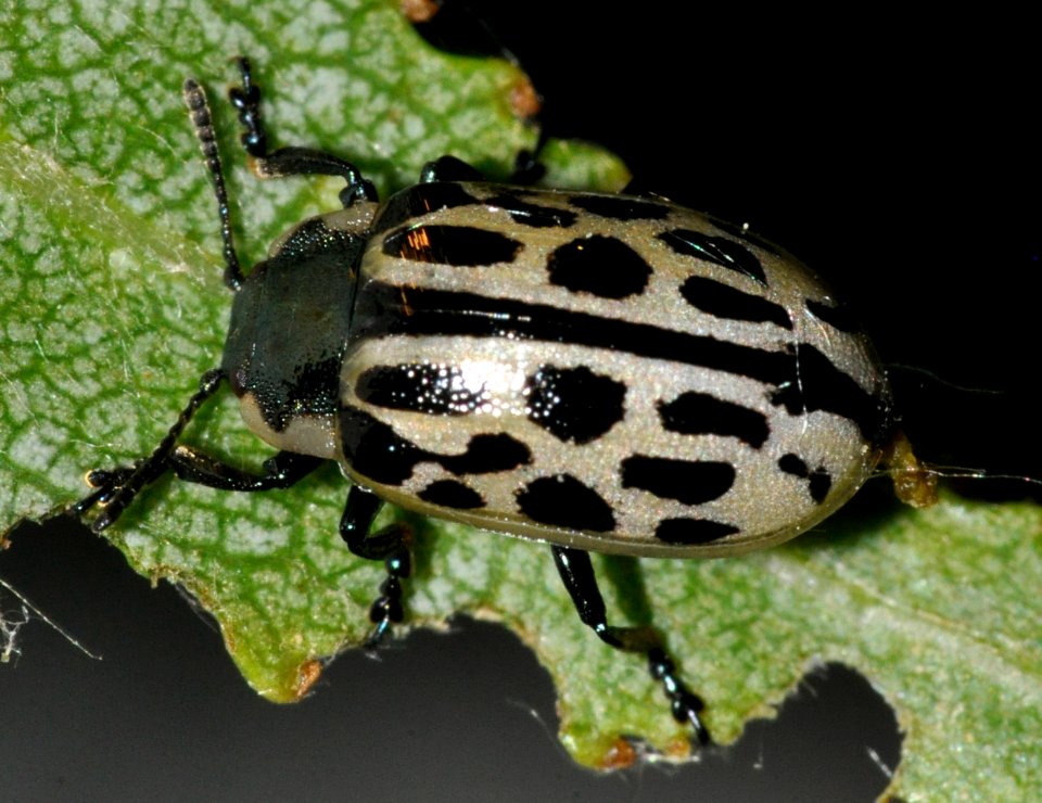 Chrysomela-vigintipunctata-04-fws