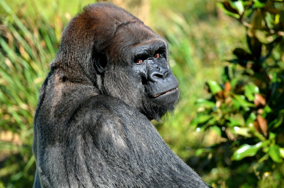 Mammal wildlife nature