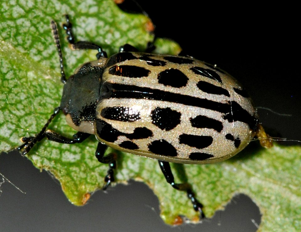Chrysomela-vigintipunctata-01-fws