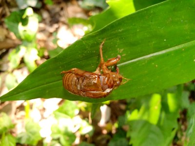 Chrysalide de cigale à Tokyo