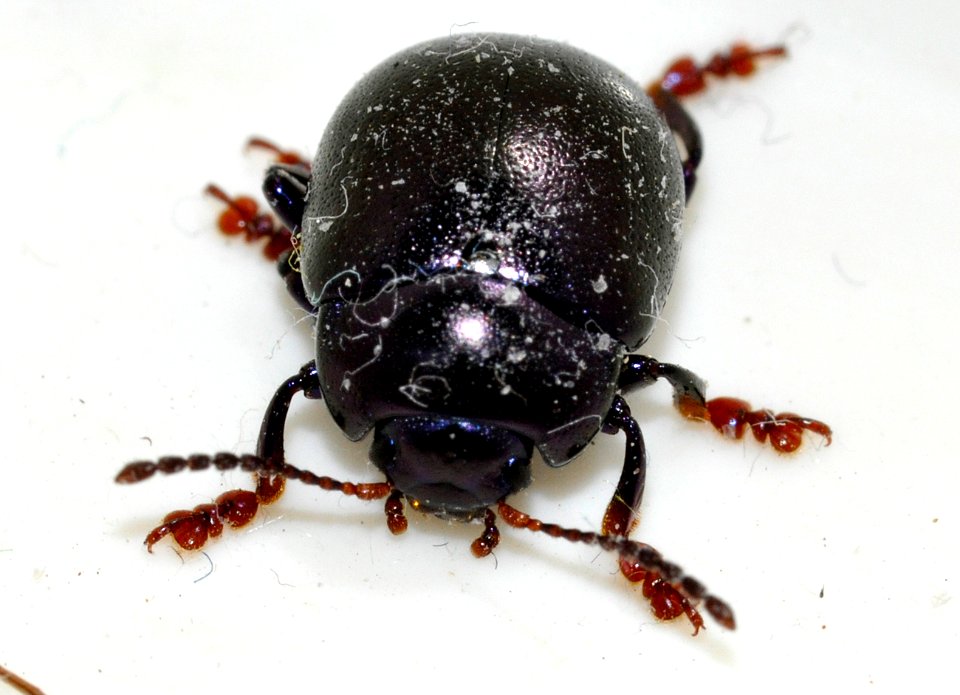 Chrysolina-sturmi-08-fws