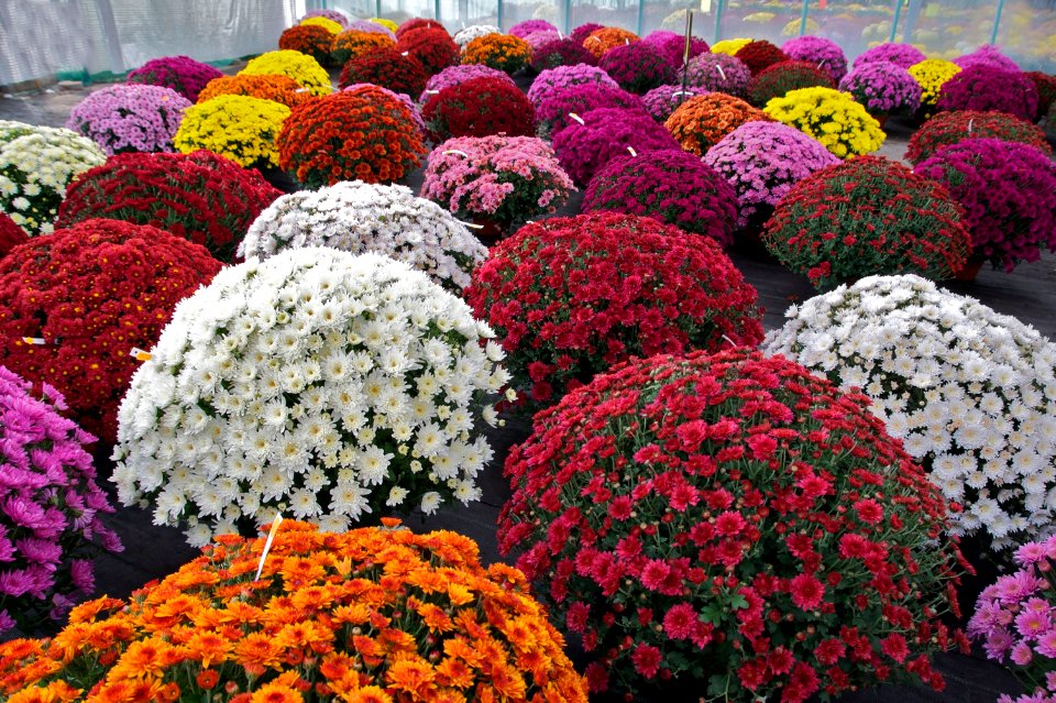 Chrysanthemum × morifolium Dompierre 1