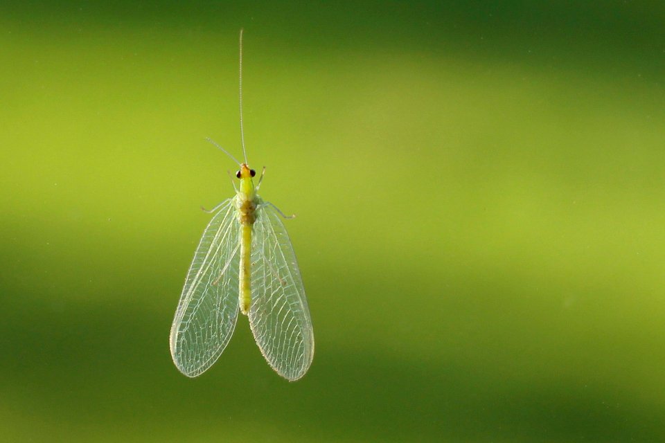 Chrysope (205013345)