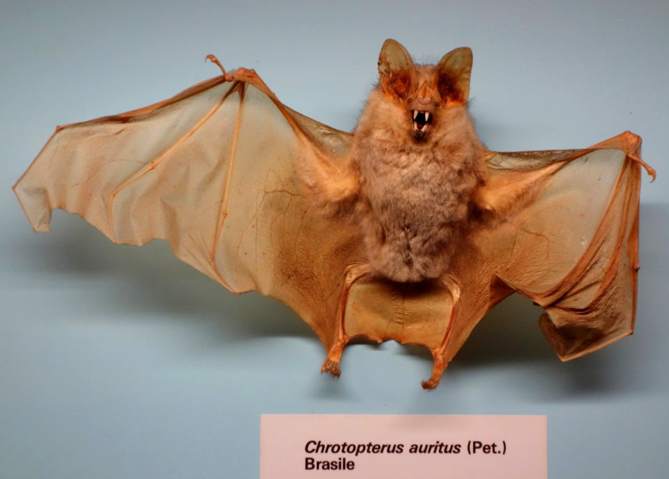 Chrotopterus auritus