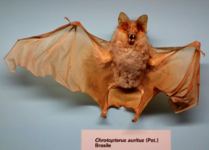 Chrotopterus auritus