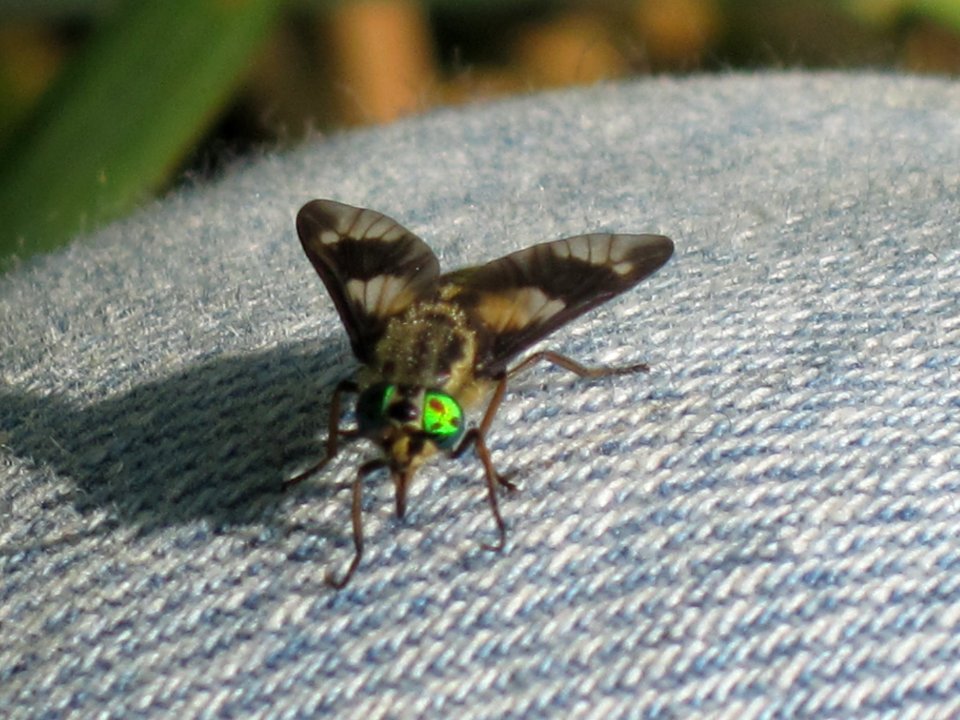 Chrysops relictus (twin-lobed deerfly), Arnhem, the Netherlands