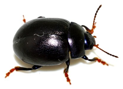 Chrysolina-sturmi-14-fws