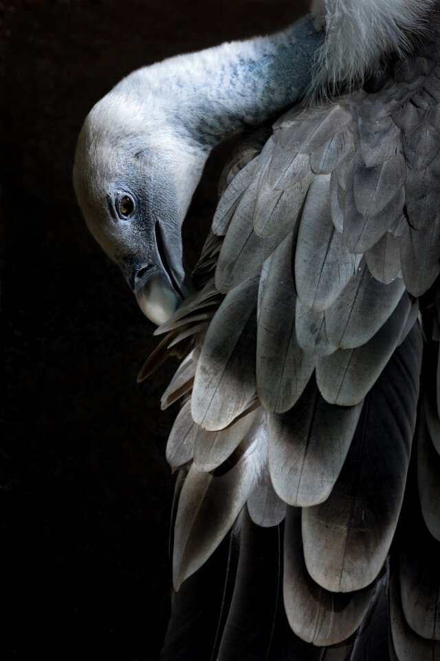 Animals feathers animal