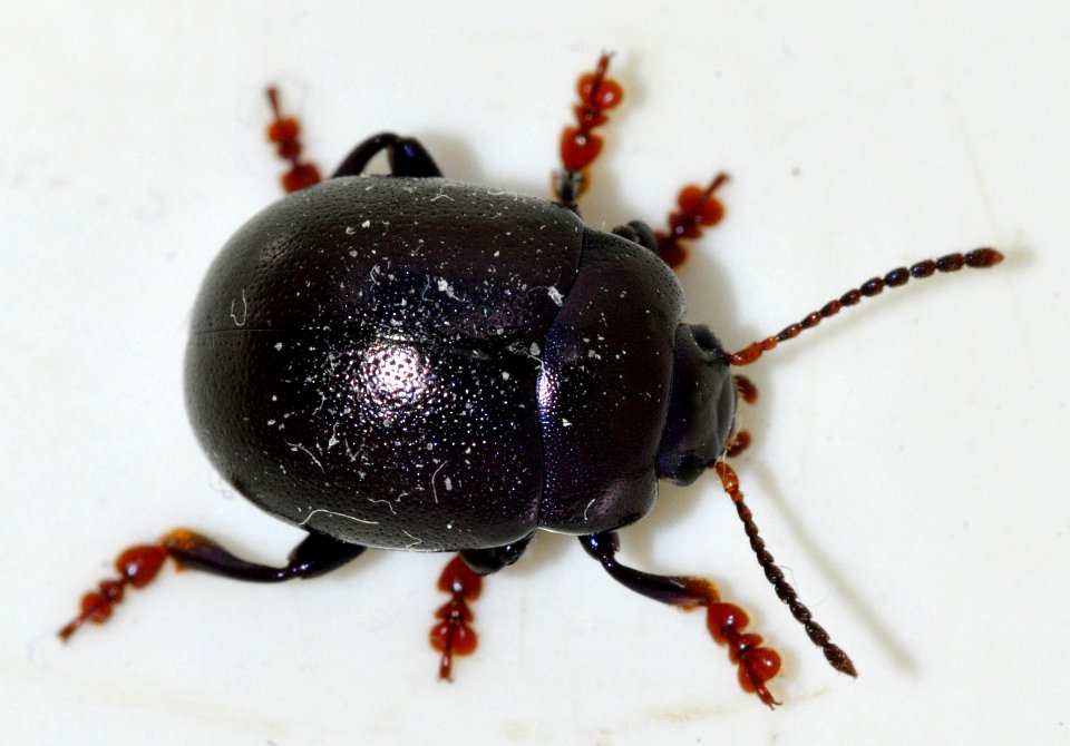 Chrysolina-sturmi-04-fws