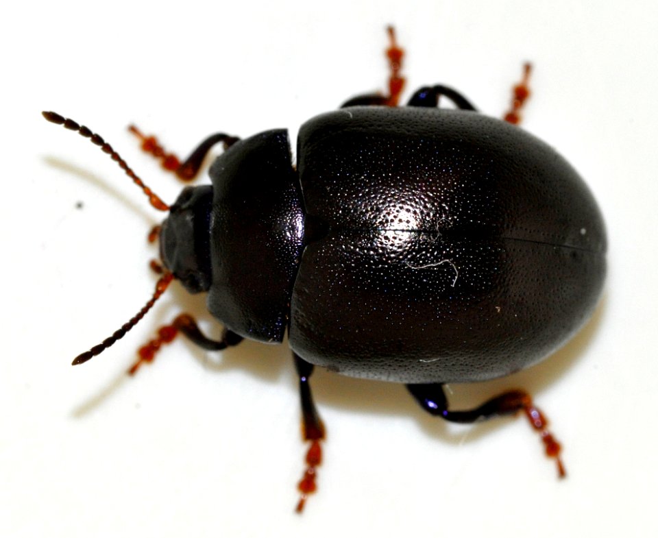 Chrysolina-sturmi-17-fws