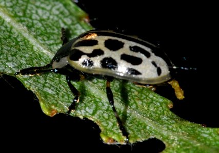 Chrysomela-vigintipunctata-03-fws