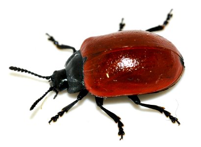 Chrysomela-populi-08-fws