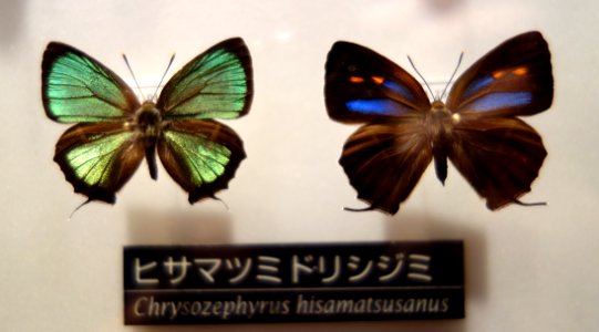 Chrysozephyrus hisamatsusanus - National Museum of Nature and Science, Tokyo - DSC06810