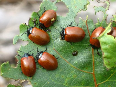 Chrysomela populi (Poplar Leaf Beetles), Arnhem, the Netherlands