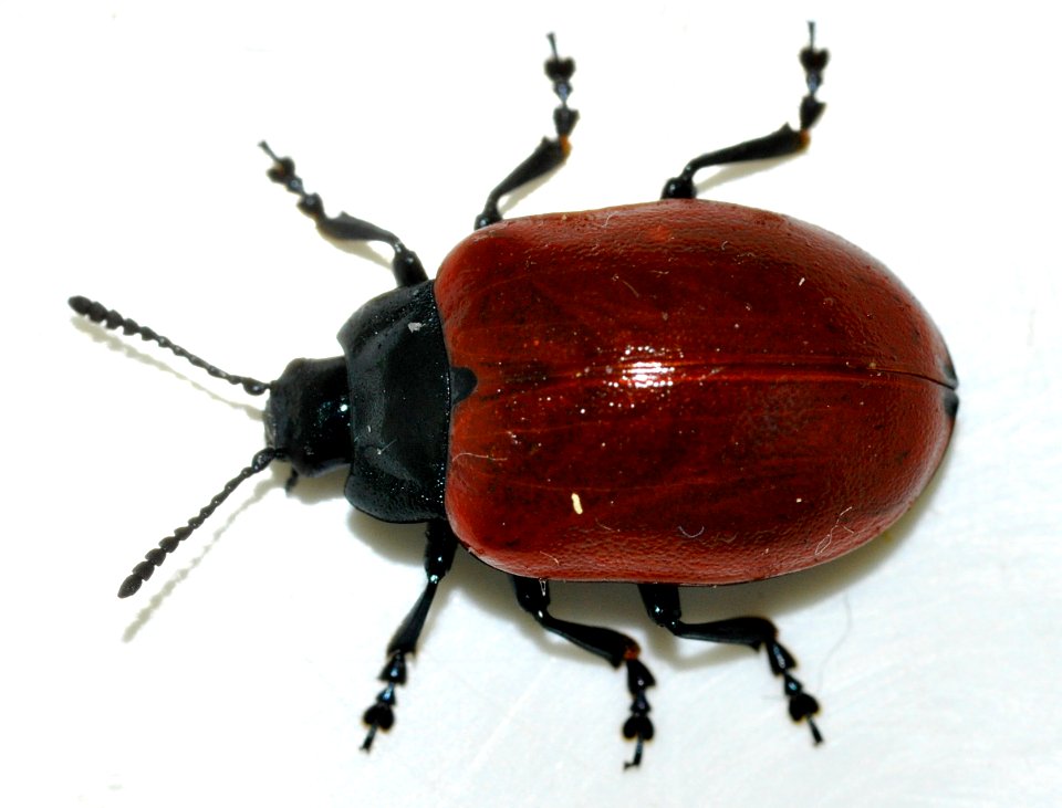 Chrysomela-populi-07-fws