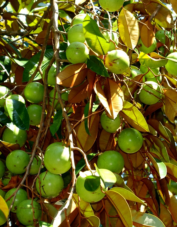 Chrysophyllum cainito - Fruit and Spice Park - Homestead, Florida - DSC09136