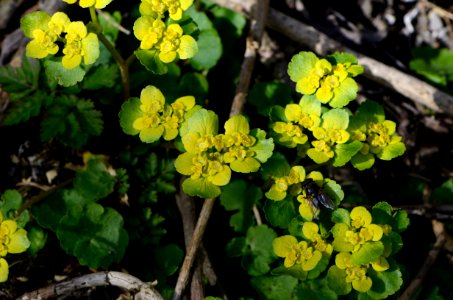 Chrysosplenium alternifolium12