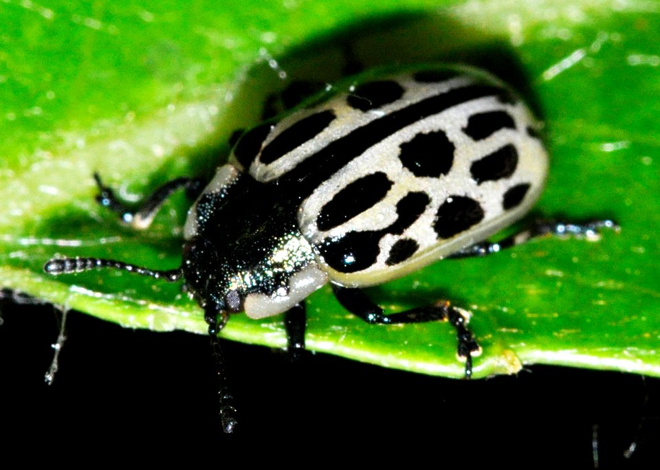 Chrysomela-vigintipunctata-07-fws