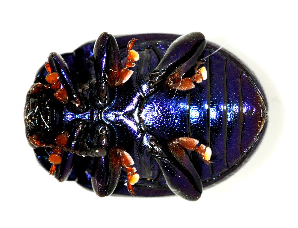Chrysolina-sturmi-12-fws