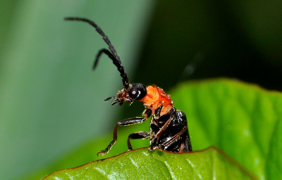 Crudosilis-ruficollis-02-fws