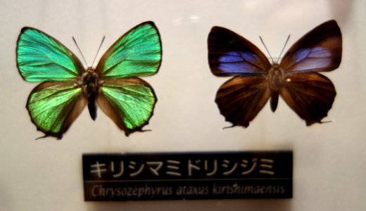 Chrysozephyrus ataxus kirishimaensis - National Museum of Nature and Science, Tokyo - DSC06809