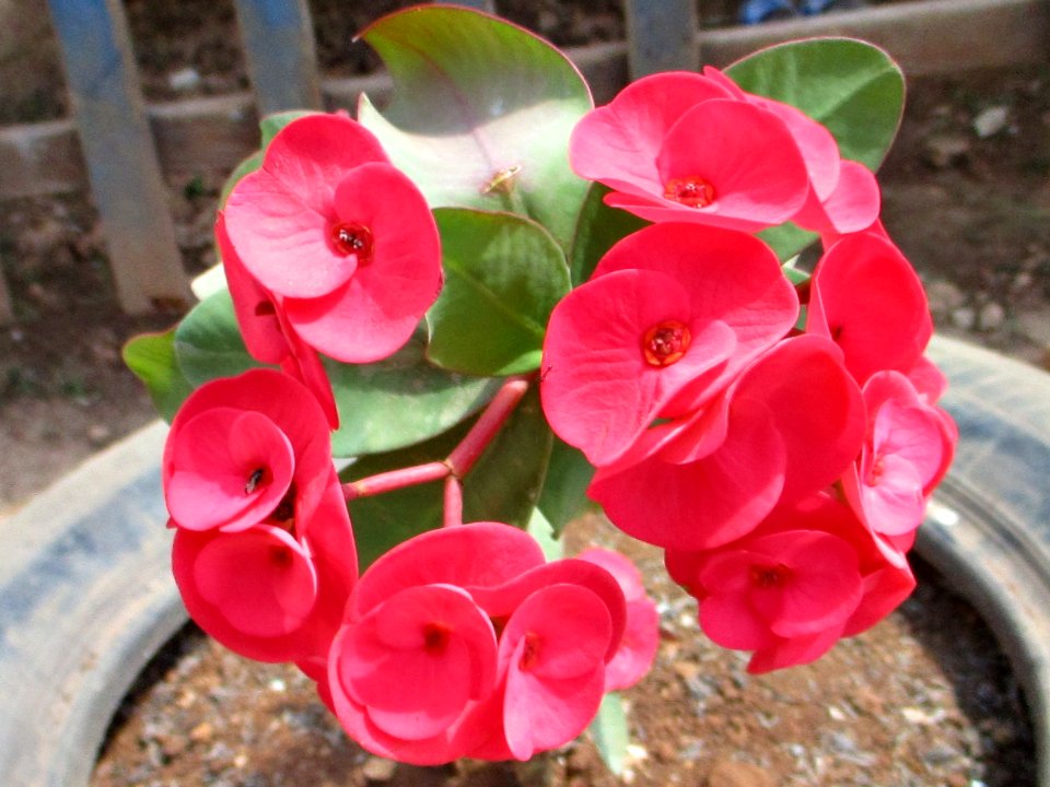 Crown of thorns (Euphorbia milii) Ereke