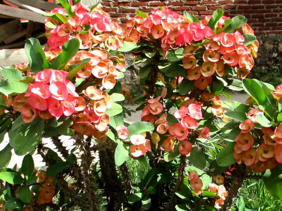 Crown of thorns (Euphorbia milii) Baubau