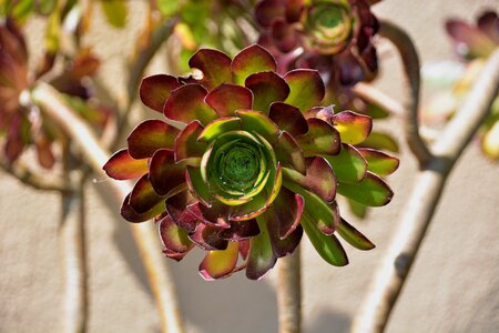 Cactus garden desert