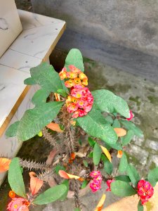 Crown of Thorns, Cactus