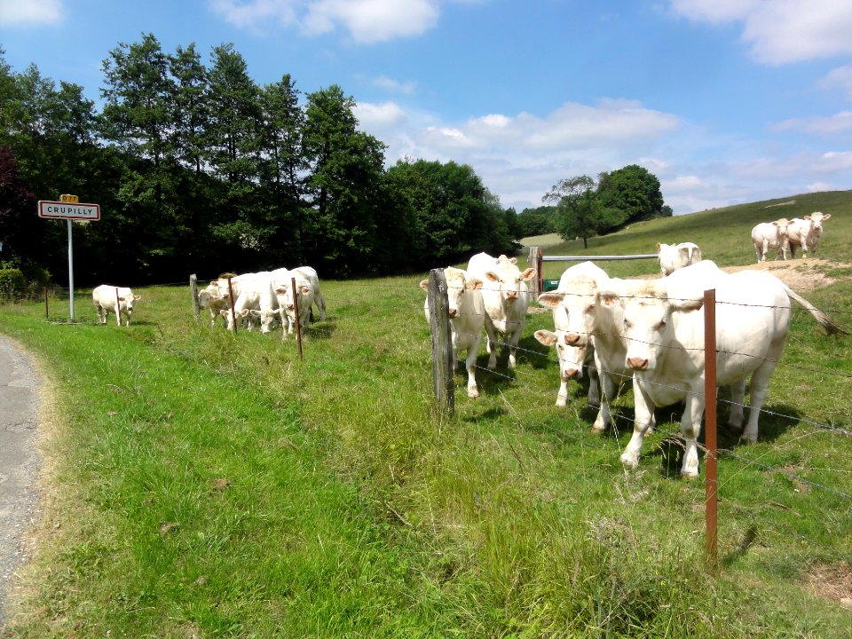 Crupilly (Aisne) city limit sign and cows (01)