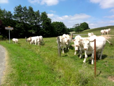 Crupilly (Aisne) city limit sign and cows (01)