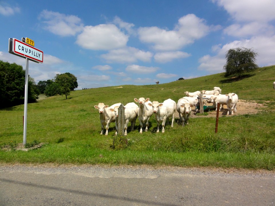 Crupilly (Aisne) city limit sign and cows (02)