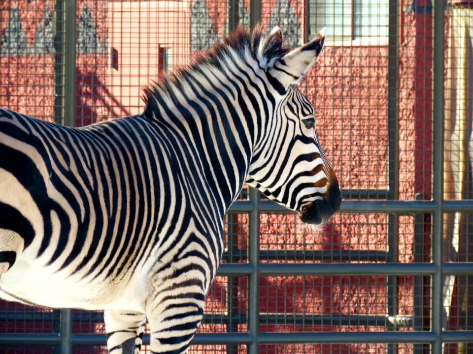 Black white animal