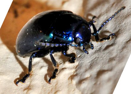 Chrysolina-coerulans-03-fws