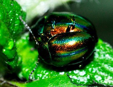 Chrysolina-fastuosa-03-fws