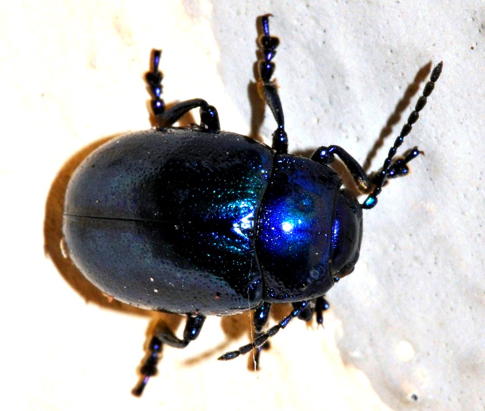 Chrysolina-coerulans-01-fws